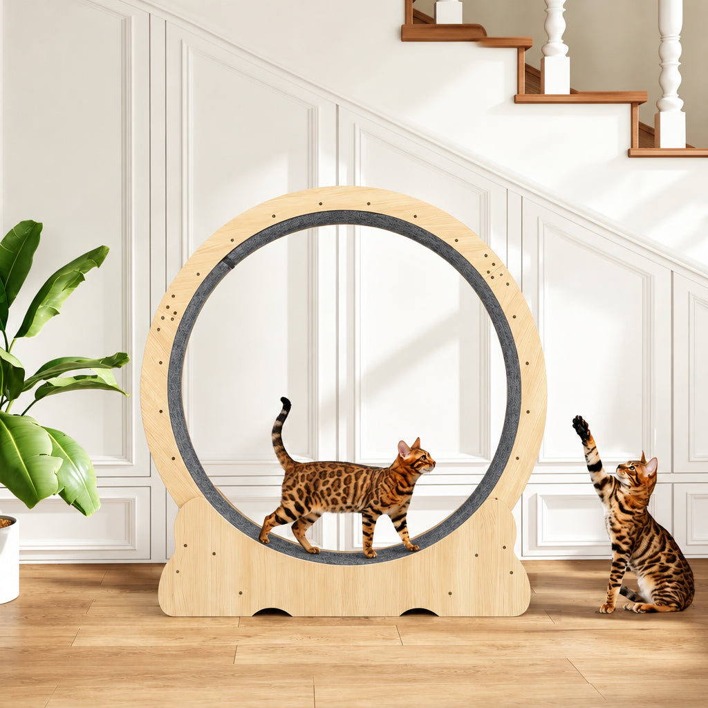 Bengal cat walking on a wooden cat wheel next to another cat by the stairs