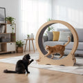 Orange cat walking inside a wooden cat exercise wheel while a black cat plays nearby in a living room